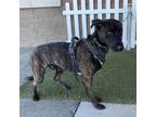 Adopt HECKLE a Dutch Shepherd, Mixed Breed