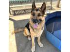 Adopt WOOLLEY a German Shepherd Dog