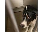 Adopt RIFF a German Shepherd Dog, Mixed Breed