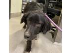 Adopt COOP a Labrador Retriever, Mixed Breed