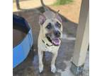 Adopt MOZZY a German Shepherd Dog, Pit Bull Terrier