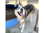 Adopt AKIO a Siberian Husky, Mixed Breed