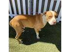 Adopt KEEGAN a Pit Bull Terrier, Mixed Breed