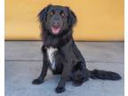Adopt QUEST a Flat-Coated Retriever