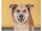Adopt BEAR a Golden Retriever, German Shepherd Dog