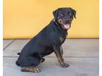 Adopt BEACH BUM a Rottweiler