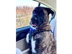 Adopt Milo a German Shepherd Dog, Pit Bull Terrier