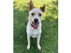 Adopt Bingo (553) a Australian Cattle Dog / Blue Heeler