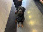 Adopt ZEUS a Rottweiler