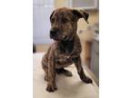 Adopt CAMO a Pit Bull Terrier, Mixed Breed