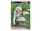 Adopt Freckles a American Shorthair
