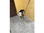 Adopt HANSEL a Siberian Husky, Mixed Breed