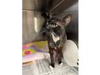 Adopt A346134 a Domestic Short Hair