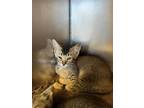 Adopt A346016 a Abyssinian
