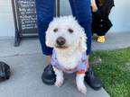 Adopt PEPPI a Bichon Frise