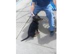 Adopt A342813 a Australian Cattle Dog / Blue Heeler, Mixed Breed