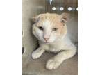 Adopt A346746 a Domestic Short Hair