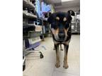 Adopt A346837 a Rottweiler