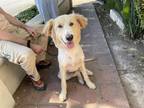Adopt A515853 a Golden Retriever