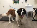 Adopt A515872 a Saint Bernard