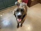 Adopt A515803 a Dutch Shepherd