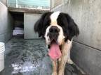 Adopt A515873 a Saint Bernard