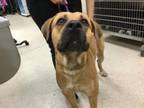 Adopt Dog a Mastiff
