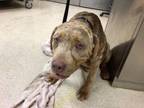 Adopt Dog a Pit Bull Terrier