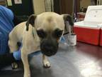 Adopt Dog a Pug, Mixed Breed