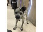 Adopt Dog a Australian Cattle Dog / Blue Heeler, Mixed Breed