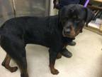 Adopt Dog a Rottweiler