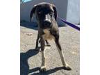 Adopt Dog a Mastiff, Mixed Breed