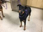 Adopt Dog a Doberman Pinscher, Labrador Retriever