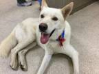 Adopt Dog a German Shepherd Dog, Siberian Husky