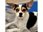 Adopt Dog a Parson Russell Terrier, Mixed Breed