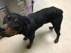 Adopt Dog a Rottweiler