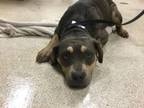 Adopt Dog a Pit Bull Terrier