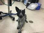 Adopt Dog a Australian Cattle Dog / Blue Heeler