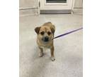 Adopt Dog a Pug, Mixed Breed