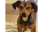 Adopt Dog a Dachshund, Mixed Breed
