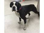 Adopt Dog a Boxer, Mixed Breed