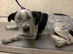 Adopt Dog a Australian Cattle Dog / Blue Heeler, Pit Bull Terrier