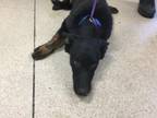 Adopt Dog a German Shepherd Dog