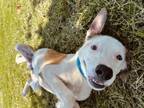 Adopt Dog a Labrador Retriever