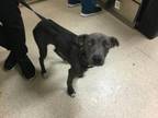 Adopt Dog a Pit Bull Terrier, Mixed Breed