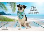 Adopt Dog a Parson Russell Terrier, Mixed Breed