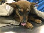 Adopt Dog a Australian Cattle Dog / Blue Heeler