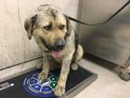 Adopt Dog a Mastiff, Mixed Breed