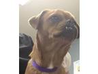 Adopt Dog a Pug, Mixed Breed