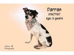 Adopt Dog a Parson Russell Terrier, Mixed Breed